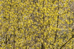 IMG_0792b